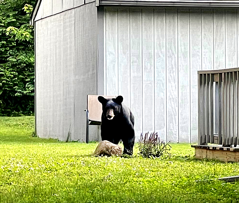 Bear spotted in Salem | News, Sports, Jobs - Morning Journal